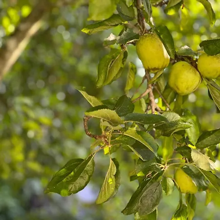 Am Apfelbaum - Romantische Remise Direkt Am Golfplatz Und Der Schlei 아파트 *
